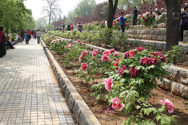 Лоян, Национальный Сад Пионов (Luoyang, Luoyang National Peony Garden)