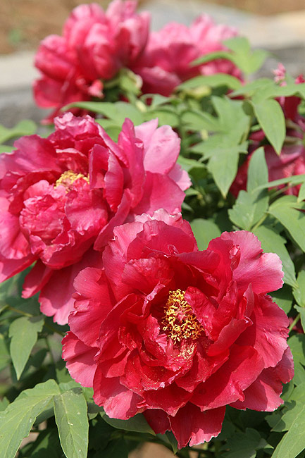 Лоян, Национальный Сад Пионов (Luoyang, Luoyang National Peony Garden)