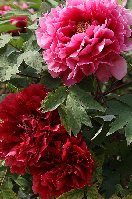 Лоян, Национальный Сад Пионов (Luoyang, Luoyang National Peony Garden)