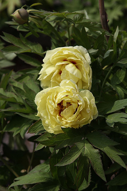 Лоян, Национальный Сад Пионов (Luoyang, Luoyang National Peony Garden)