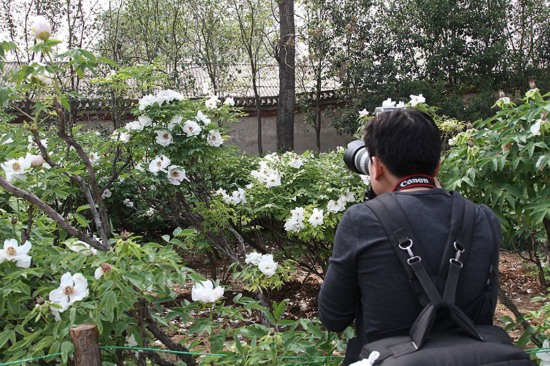 Лоян, Национальный Сад Пионов (Luoyang, Luoyang National Peony Garden)