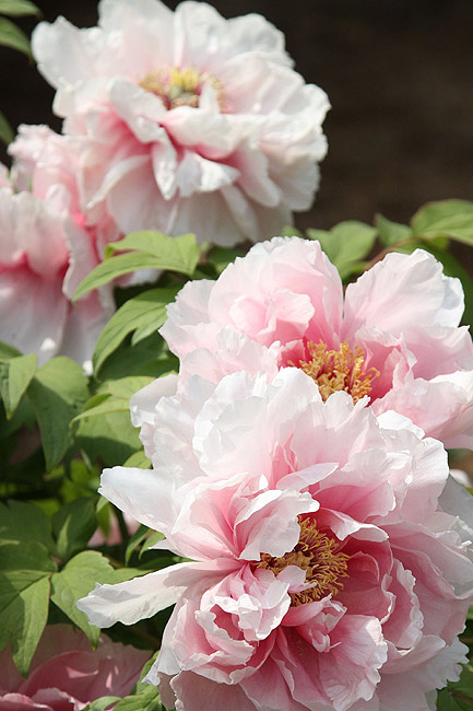 Лоян, Национальный Сад Пионов (Luoyang, Luoyang National Peony Garden)