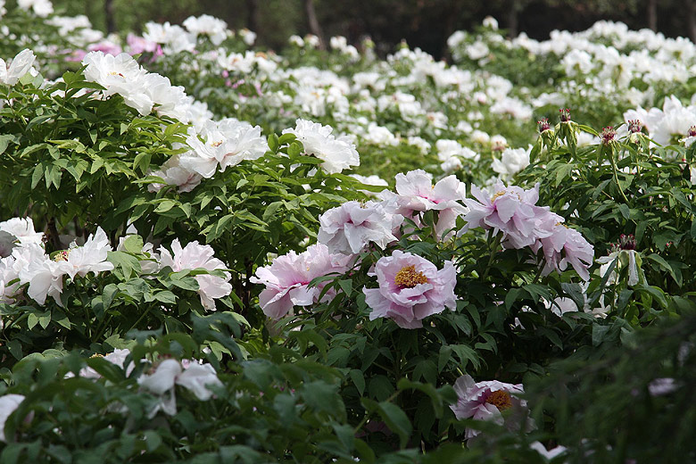 Лоян, Национальный Сад Пионов (Luoyang, Luoyang National Peony Garden)