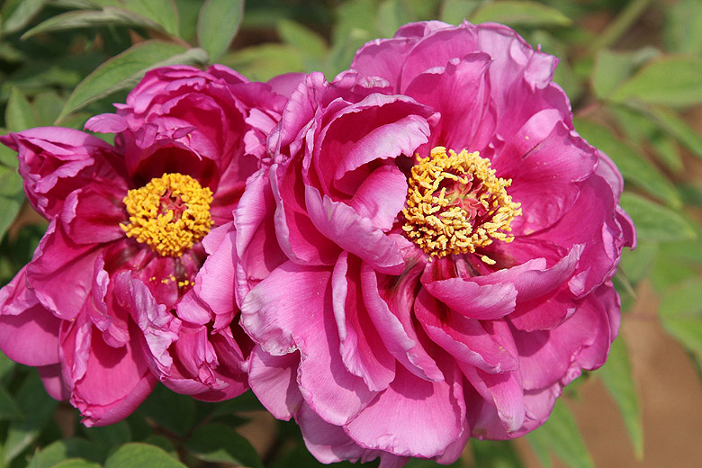 Лоян, Национальный Сад Пионов (Luoyang, Luoyang National Peony Garden)