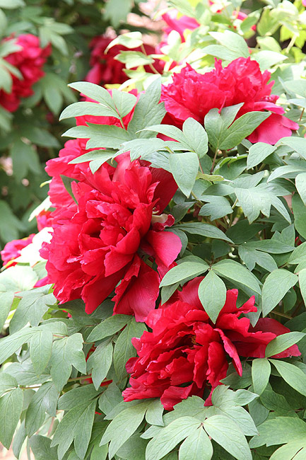 Лоян, Национальный Сад Пионов (Luoyang, Luoyang National Peony Garden)