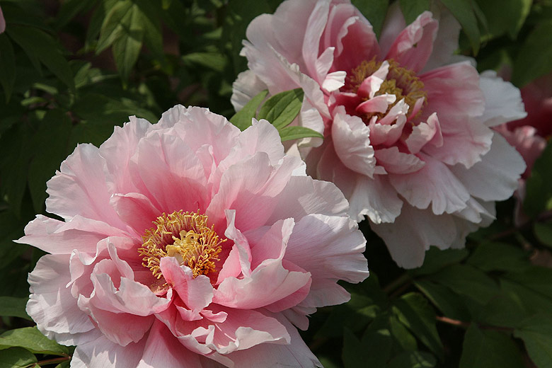 Лоян, Национальный Сад Пионов (Luoyang, Luoyang National Peony Garden)