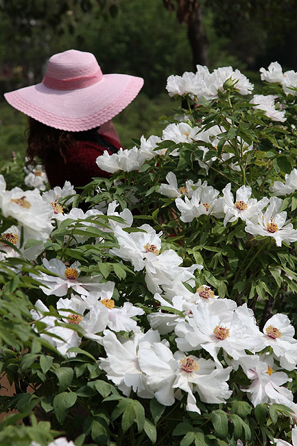 Лоян, Национальный Сад Пионов (Luoyang, Luoyang National Peony Garden)