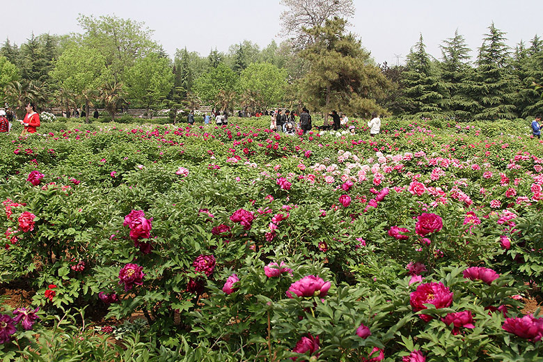 Лоян, Национальный Сад Пионов (Luoyang, Luoyang National Peony Garden)