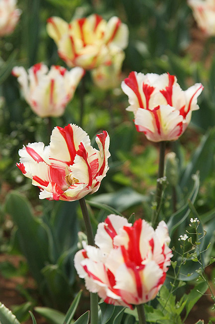 Лоян, Лоянский Сад Тюльпанов и Пионов (Luoyang, Tulip and Peony Garden)
