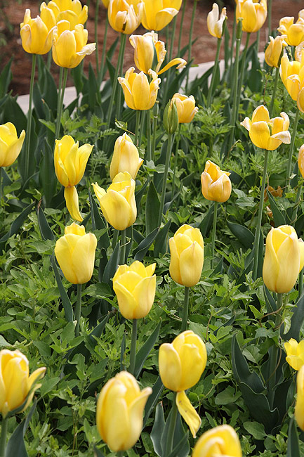 Лоян, Лоянский Сад Тюльпанов и Пионов (Luoyang, Tulip and Peony Garden)