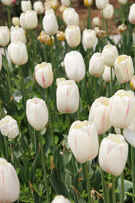 Лоян, Лоянский Сад Тюльпанов и Пионов (Luoyang, Tulip and Peony Garden)
