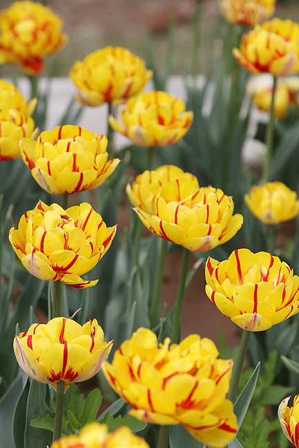 Лоян, Лоянский Сад Тюльпанов и Пионов (Luoyang, Tulip and Peony Garden)