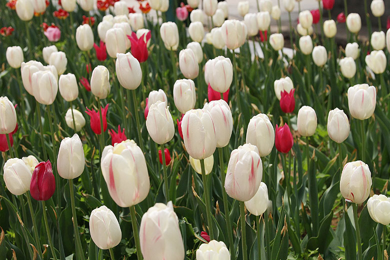 Лоян, Лоянский Сад Тюльпанов и Пионов (Luoyang, Tulip and Peony Garden)