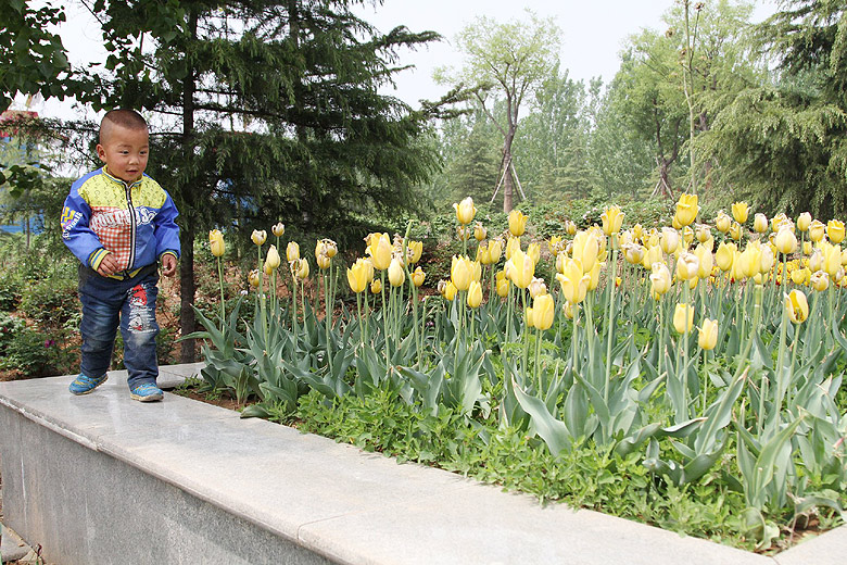 Лоян, Лоянский Сад Тюльпанов и Пионов (Luoyang, Tulip and Peony Garden)