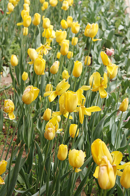 Лоян, Лоянский Сад Тюльпанов и Пионов (Luoyang, Tulip and Peony Garden)