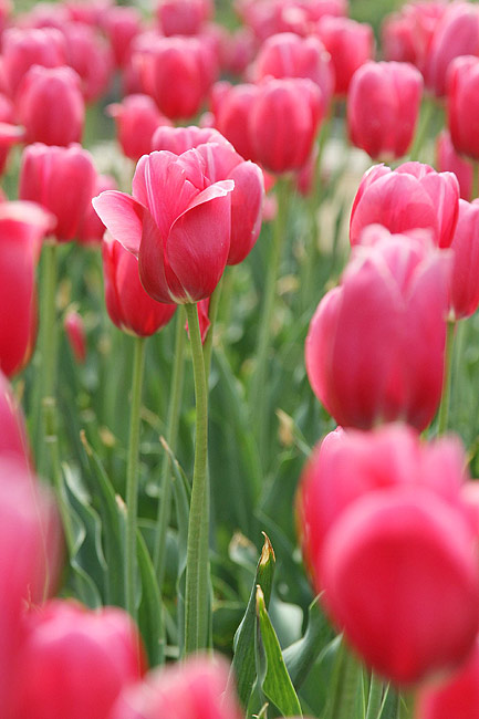 Лоян, Лоянский Сад Тюльпанов и Пионов (Luoyang, Tulip and Peony Garden)