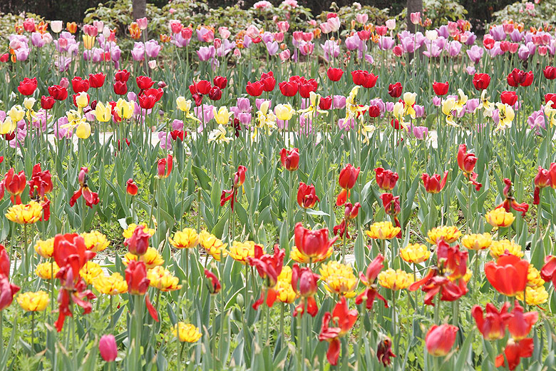 Лоян, Лоянский Сад Тюльпанов и Пионов (Luoyang, Tulip and Peony Garden)