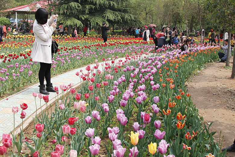 Лоян, Лоянский Сад Тюльпанов и Пионов (Luoyang, Tulip and Peony Garden)