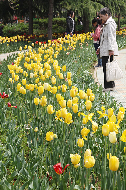 Лоян, Лоянский Сад Тюльпанов и Пионов (Luoyang, Tulip and Peony Garden)