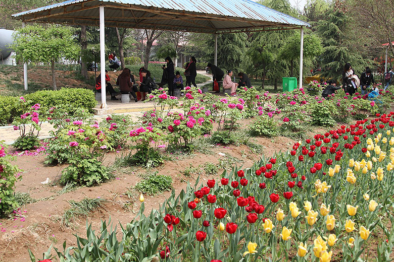 Лоян, Лоянский Сад Тюльпанов и Пионов (Luoyang, Tulip and Peony Garden)