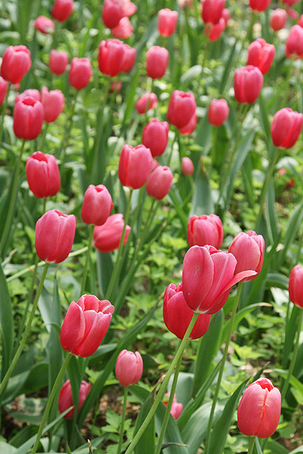 Лоян, Лоянский Сад Тюльпанов и Пионов (Luoyang, Tulip and Peony Garden)