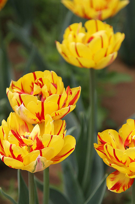 Лоян, Лоянский Сад Тюльпанов и Пионов (Luoyang, Tulip and Peony Garden)