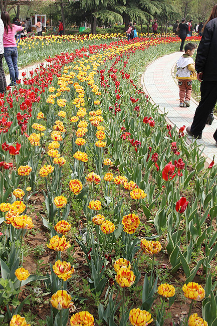 Лоян, Лоянский Сад Тюльпанов и Пионов (Luoyang, Tulip and Peony Garden)