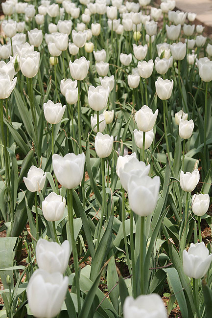 Лоян, Лоянский Сад Тюльпанов и Пионов (Luoyang, Tulip and Peony Garden)