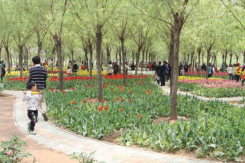 Лоян, Лоянский Сад Тюльпанов и Пионов (Luoyang, Tulip and Peony Garden)