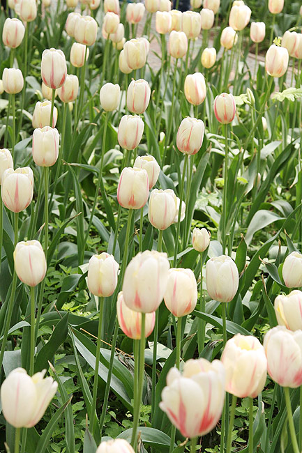 Лоян, Лоянский Сад Тюльпанов и Пионов (Luoyang, Tulip and Peony Garden)