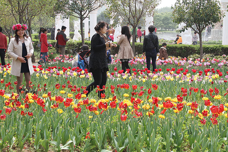 Лоян, Лоянский Сад Тюльпанов и Пионов (Luoyang, Tulip and Peony Garden)