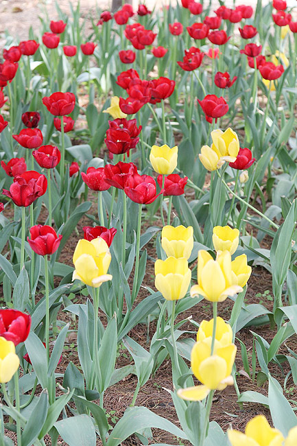 Лоян, Лоянский Сад Тюльпанов и Пионов (Luoyang, Tulip and Peony Garden)