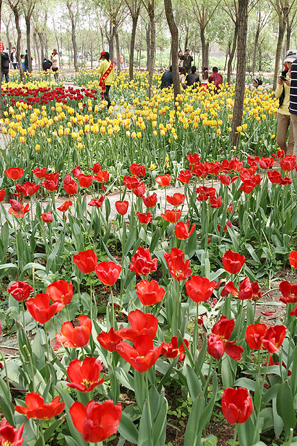 Лоян, Лоянский Сад Тюльпанов и Пионов (Luoyang, Tulip and Peony Garden)