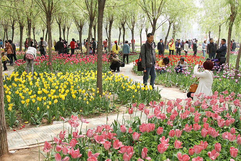 Лоян, Лоянский Сад Тюльпанов и Пионов (Luoyang, Tulip and Peony Garden)