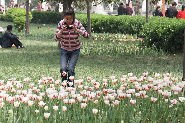 Лоян, Лоянский Сад Тюльпанов и Пионов (Luoyang, Tulip and Peony Garden)