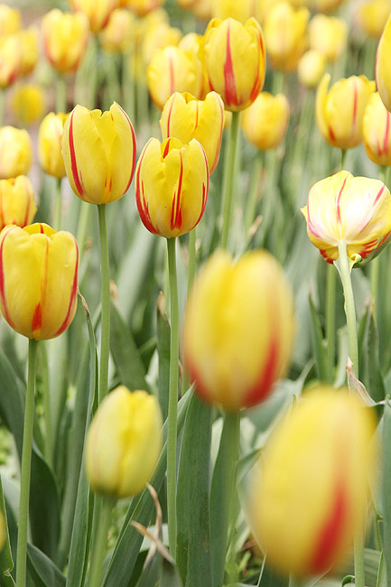 Лоян, Лоянский Сад Тюльпанов и Пионов (Luoyang, Tulip and Peony Garden)