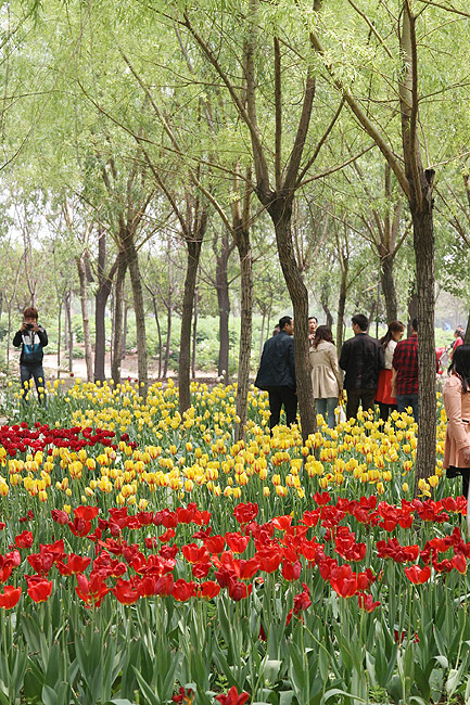 Лоян, Лоянский Сад Тюльпанов и Пионов (Luoyang, Tulip and Peony Garden)