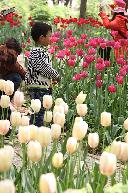 Лоян, Лоянский Сад Тюльпанов и Пионов (Luoyang, Tulip and Peony Garden)