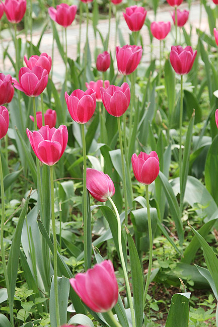 Лоян, Лоянский Сад Тюльпанов и Пионов (Luoyang, Tulip and Peony Garden)