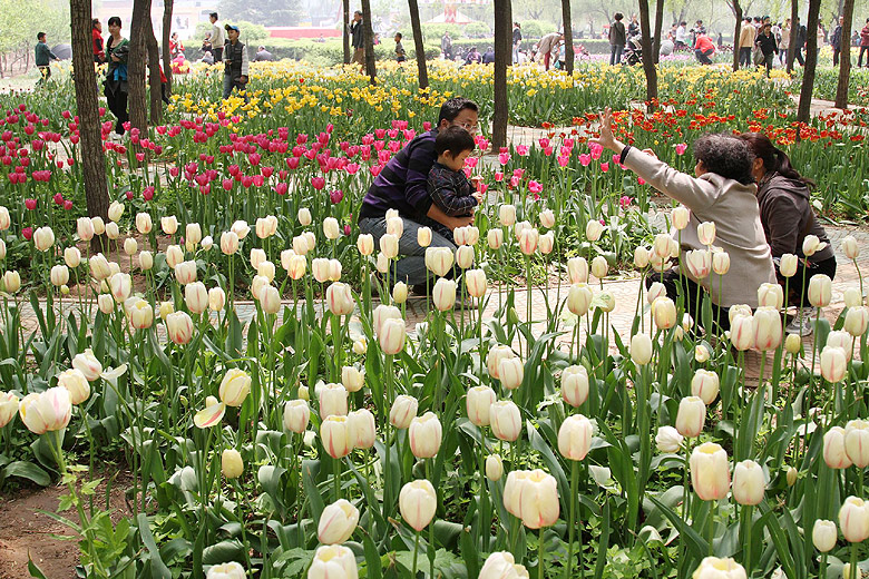 Лоян, Лоянский Сад Тюльпанов и Пионов (Luoyang, Tulip and Peony Garden)