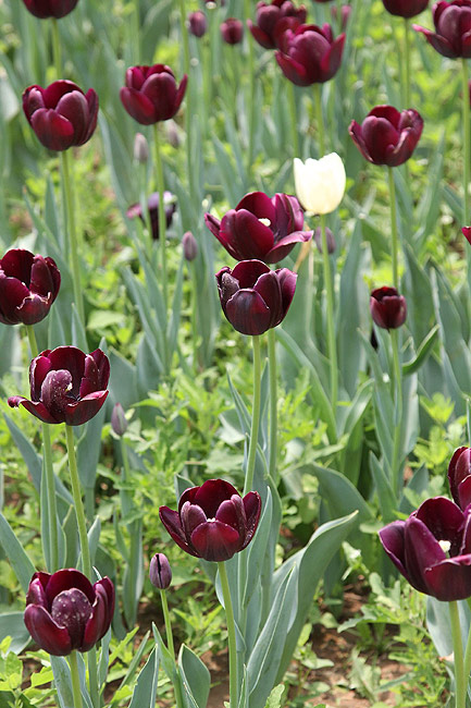 Лоян, Лоянский Сад Тюльпанов и Пионов (Luoyang, Tulip and Peony Garden)