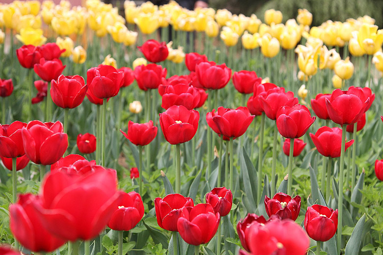 Лоян, Лоянский Сад Тюльпанов и Пионов (Luoyang, Tulip and Peony Garden)