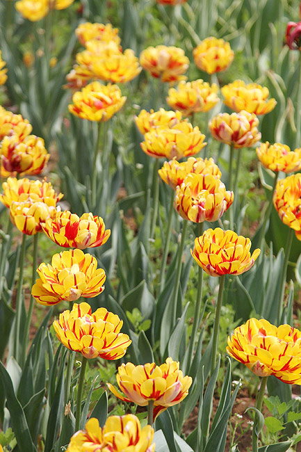 Лоян, Лоянский Сад Тюльпанов и Пионов (Luoyang, Tulip and Peony Garden)