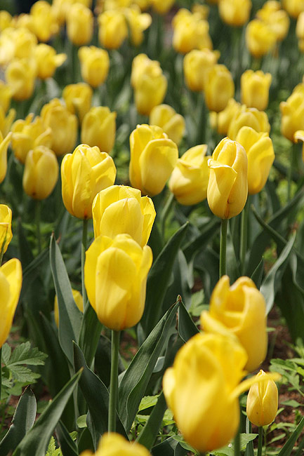 Лоян, Лоянский Сад Тюльпанов и Пионов (Luoyang, Tulip and Peony Garden)