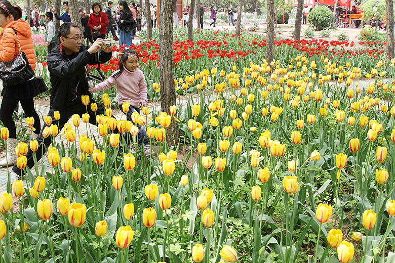 Лоян, Лоянский Сад Тюльпанов и Пионов (Luoyang, Tulip and Peony Garden)