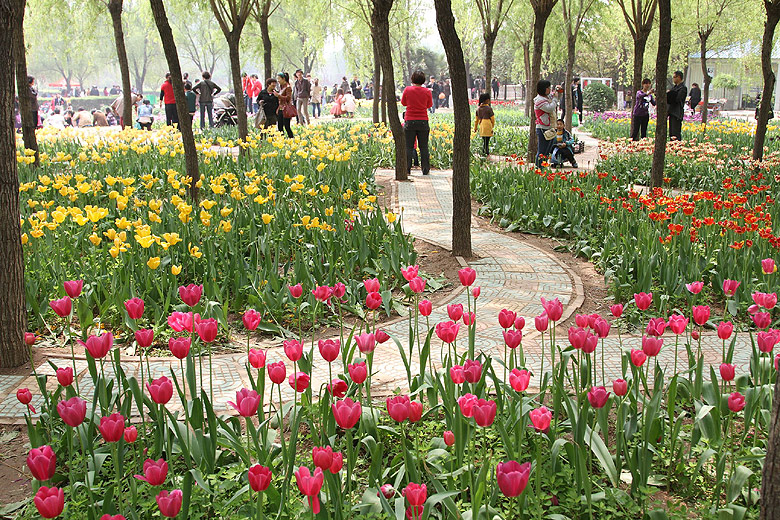 Лоян, Лоянский Сад Тюльпанов и Пионов (Luoyang, Tulip and Peony Garden)