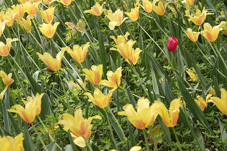 Лоян, Лоянский Сад Тюльпанов и Пионов (Luoyang, Tulip and Peony Garden)
