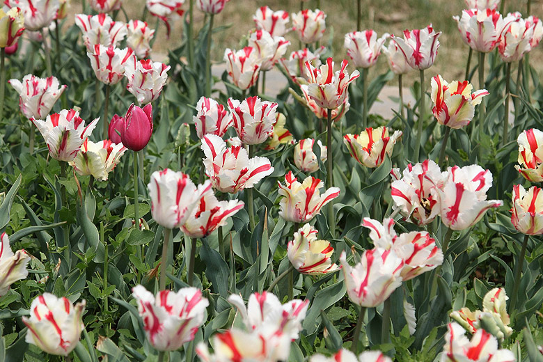 Лоян, Лоянский Сад Тюльпанов и Пионов (Luoyang, Tulip and Peony Garden)