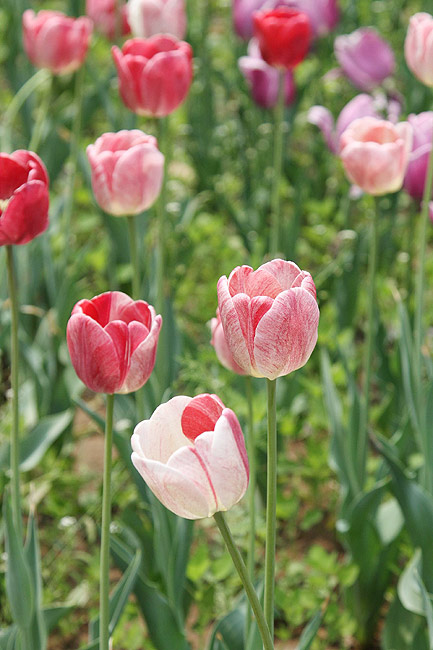 Лоян, Лоянский Сад Тюльпанов и Пионов (Luoyang, Tulip and Peony Garden)