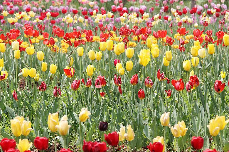 Лоян, Лоянский Сад Тюльпанов и Пионов (Luoyang, Tulip and Peony Garden)